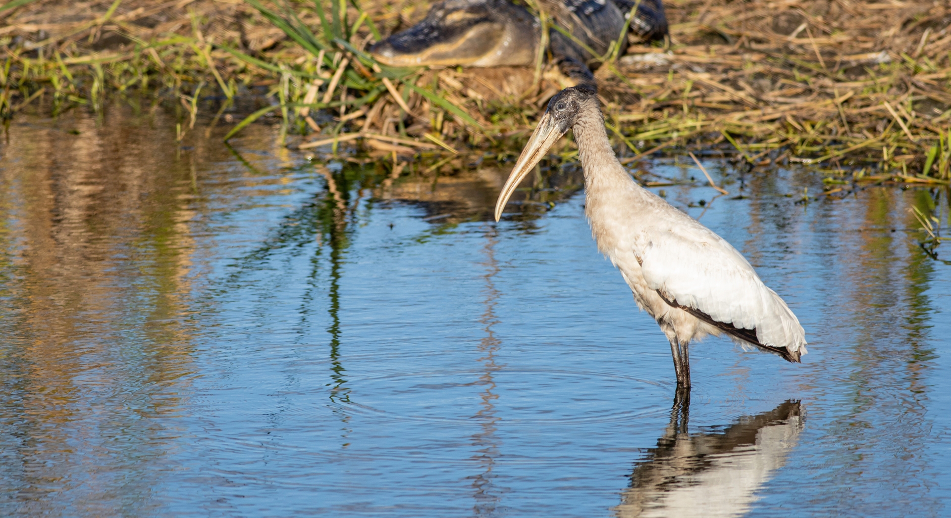 Bird in a small pond in a prairie